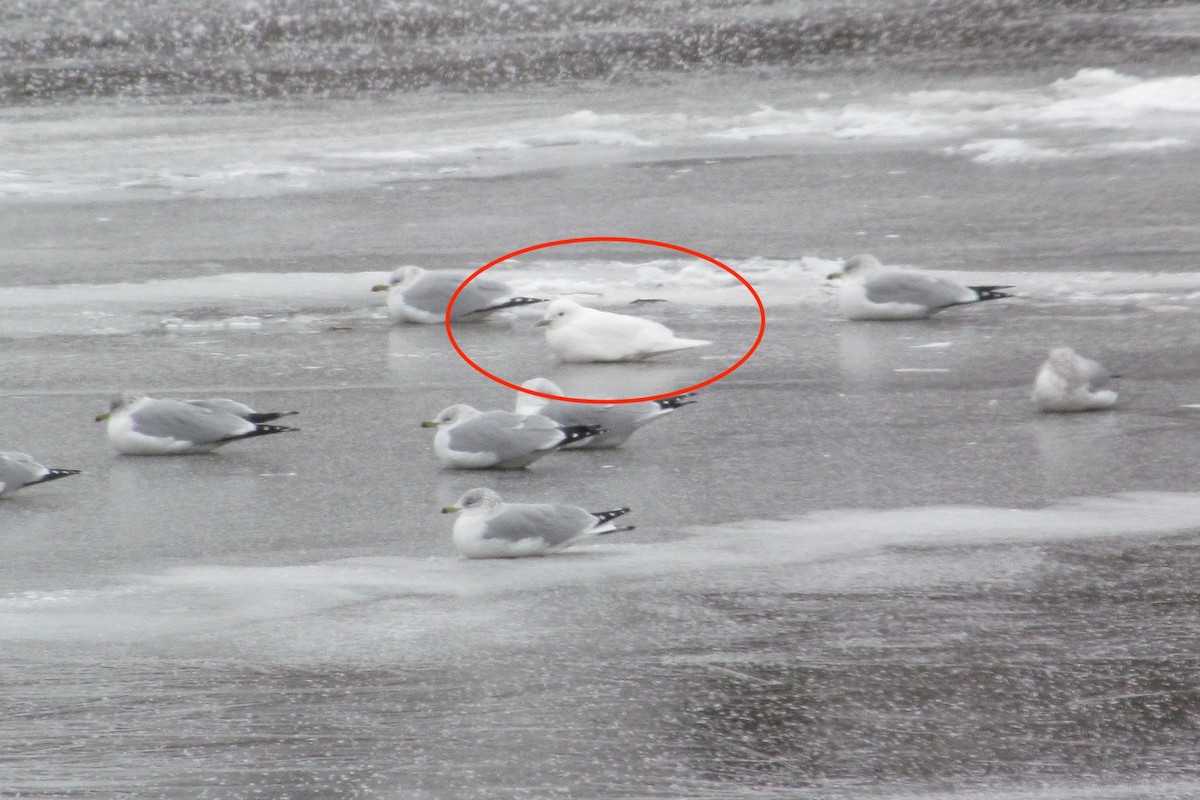Ivory Gull - ML639561199