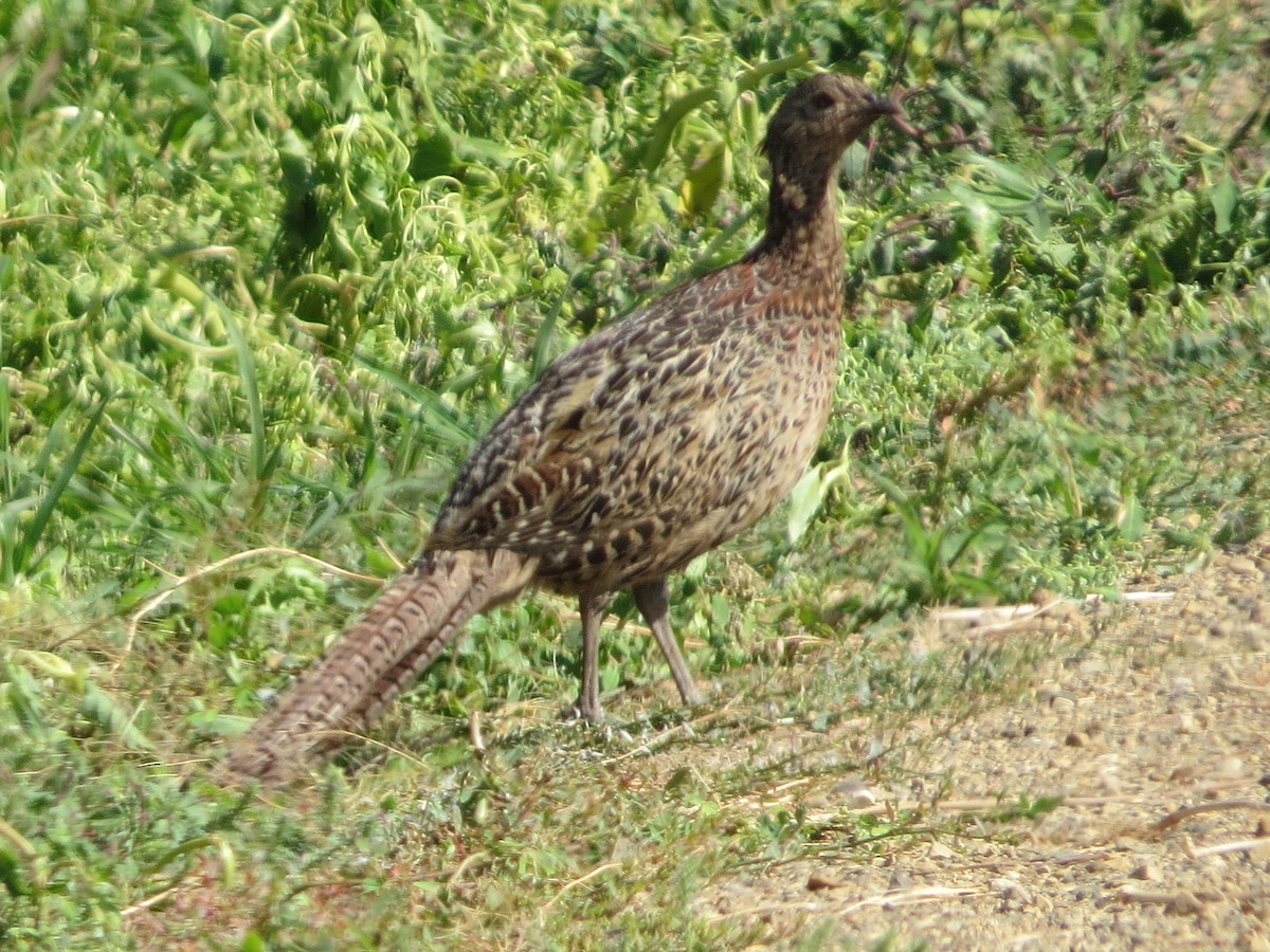 Ring-necked Pheasant - ML63956121