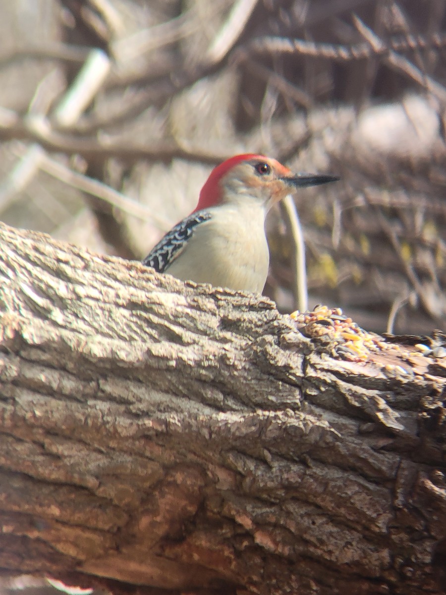 Red-bellied Woodpecker - ML639561257