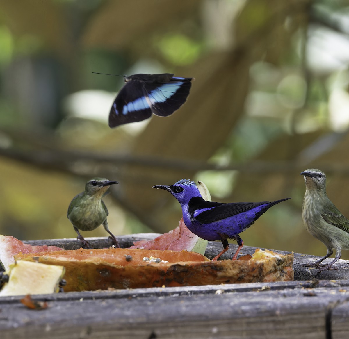 Red-legged Honeycreeper - ML639561259