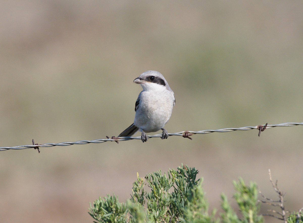 Pie-grièche migratrice - ML639561418