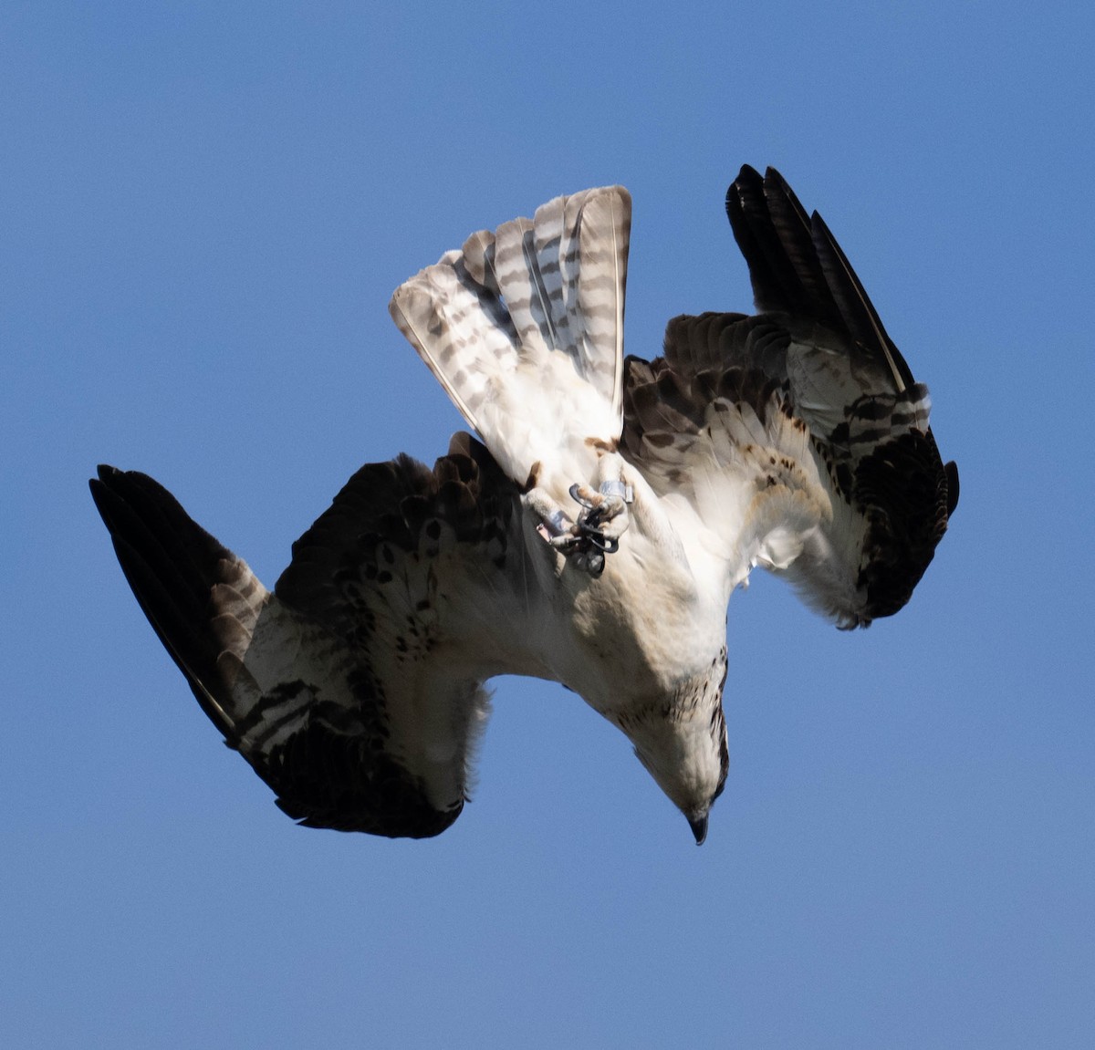 Osprey - ML639561435