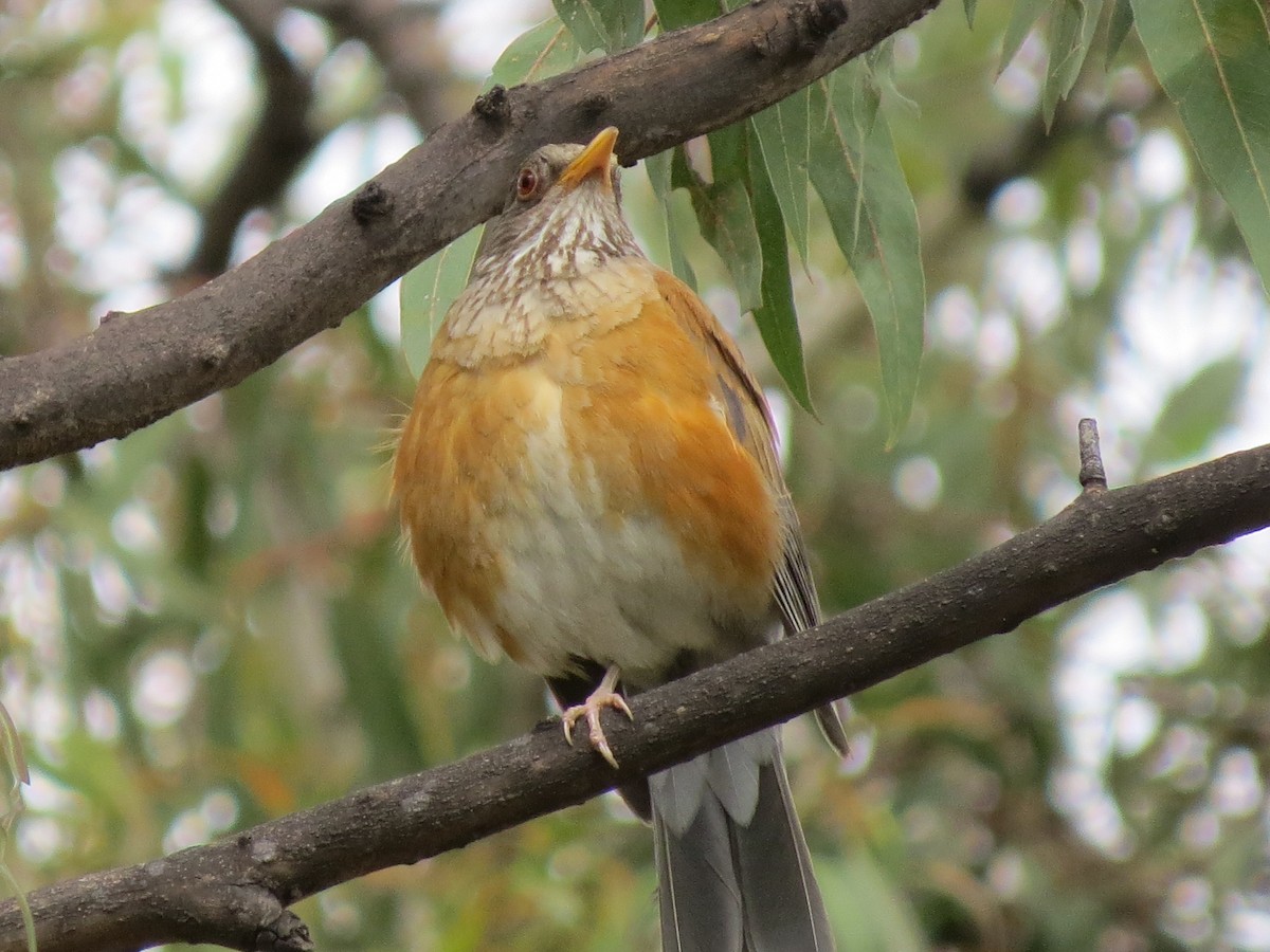 Rufous-backed Robin - ML639561585