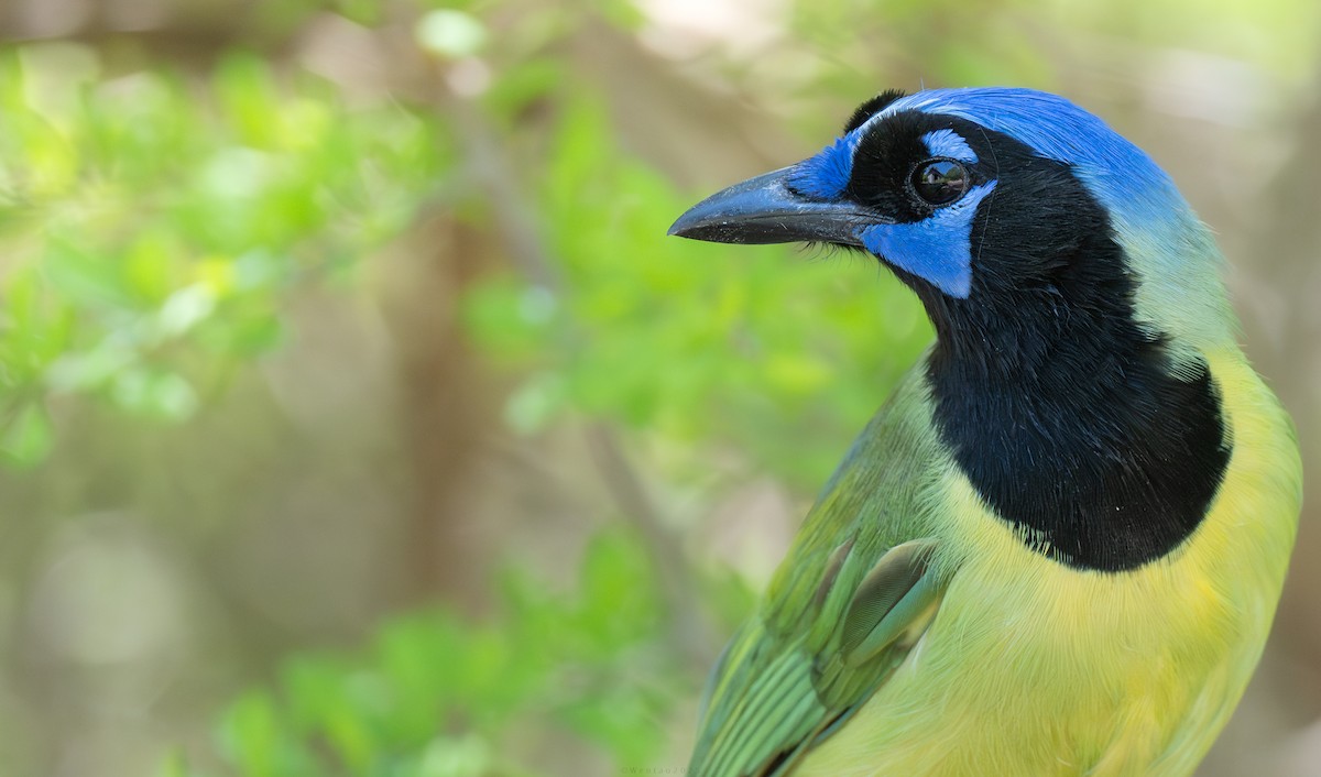 Green Jay - ML639561715