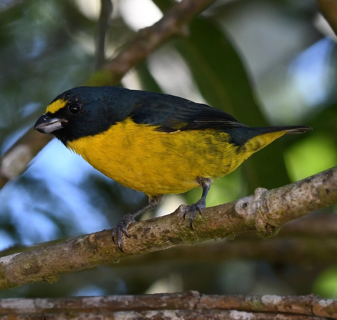 Green-throated Euphonia - ML639561732