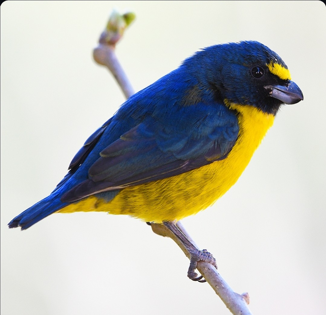 Green-throated Euphonia - ML639561733