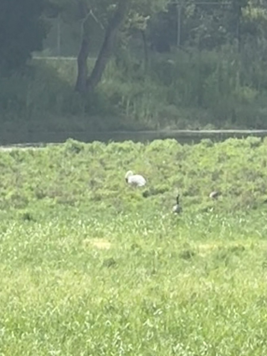 Cigno minore - ML639561738