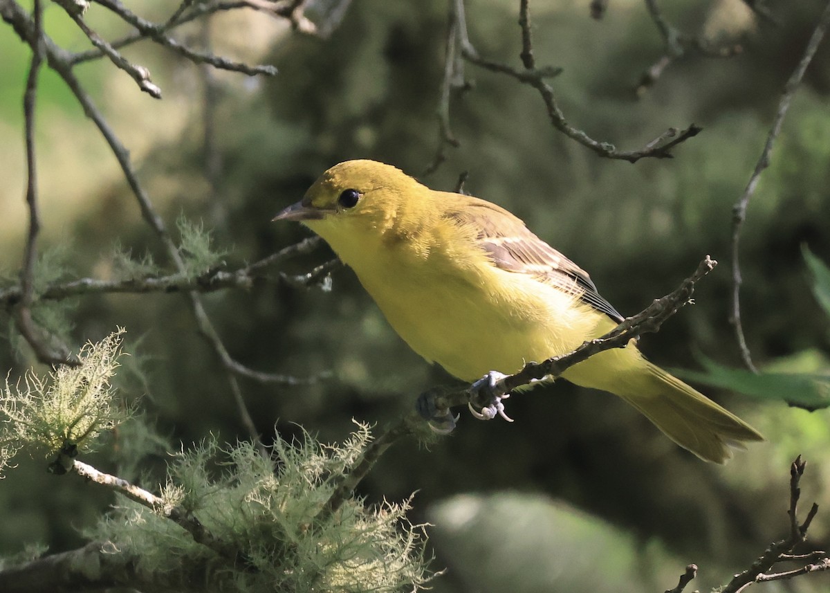 Orchard Oriole - ML639561761