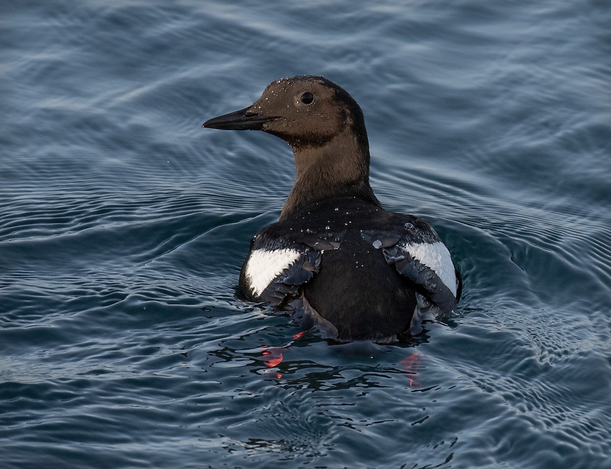 Black Guillemot - ML639561780