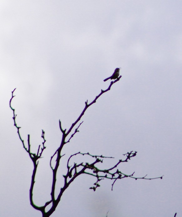 Bewick's Wren - ML639561808