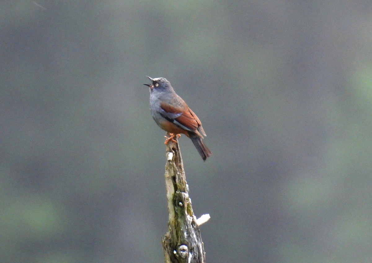 Maroon-backed Accentor - ML639561817