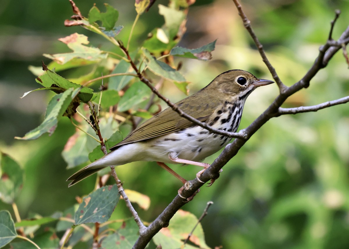 Ovenbird - ML639561858