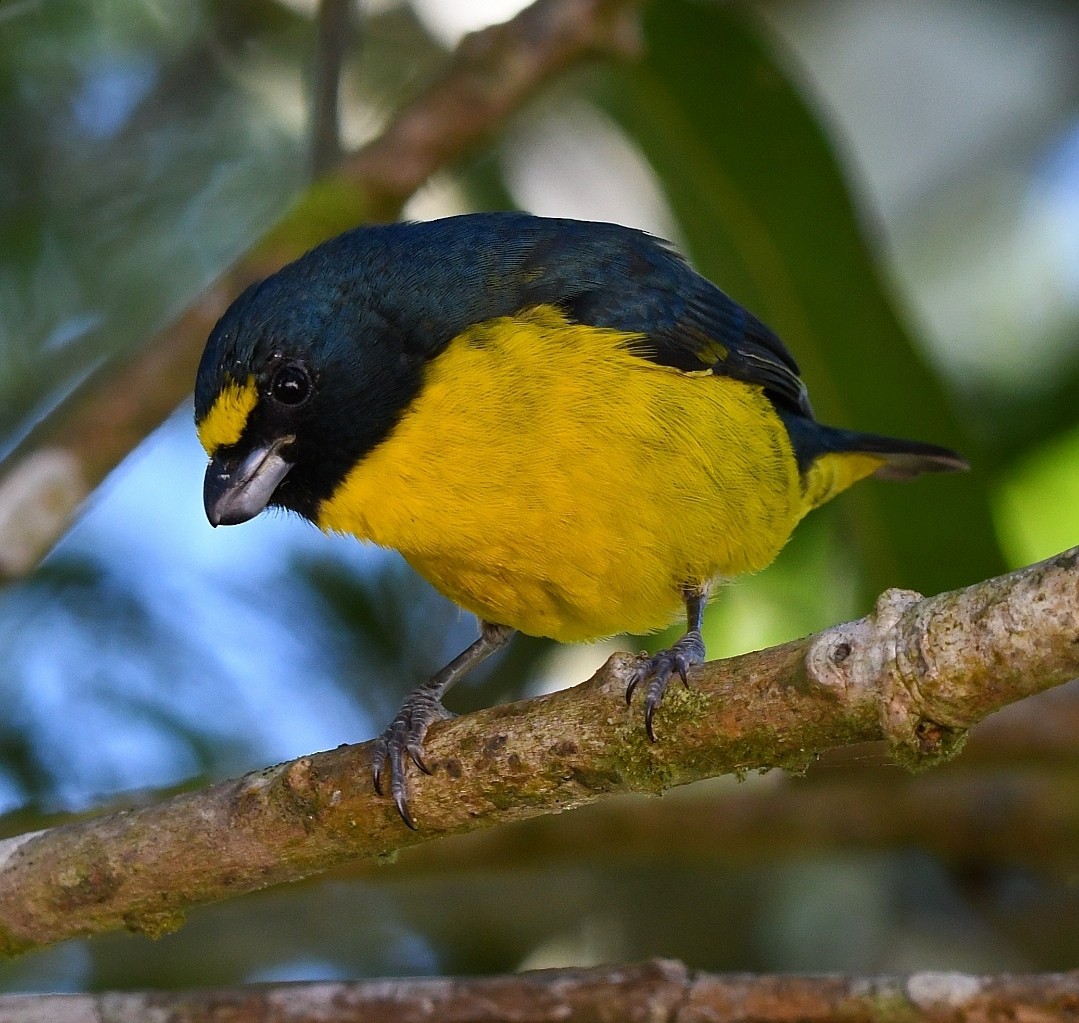 Green-throated Euphonia - ML639561872