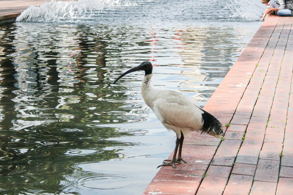 Australian Ibis - ML639561875