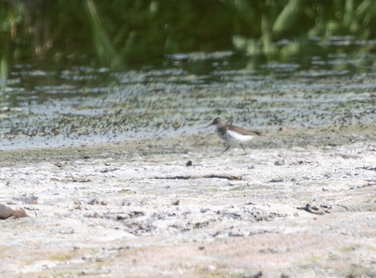 Spotted Sandpiper - ML639561883