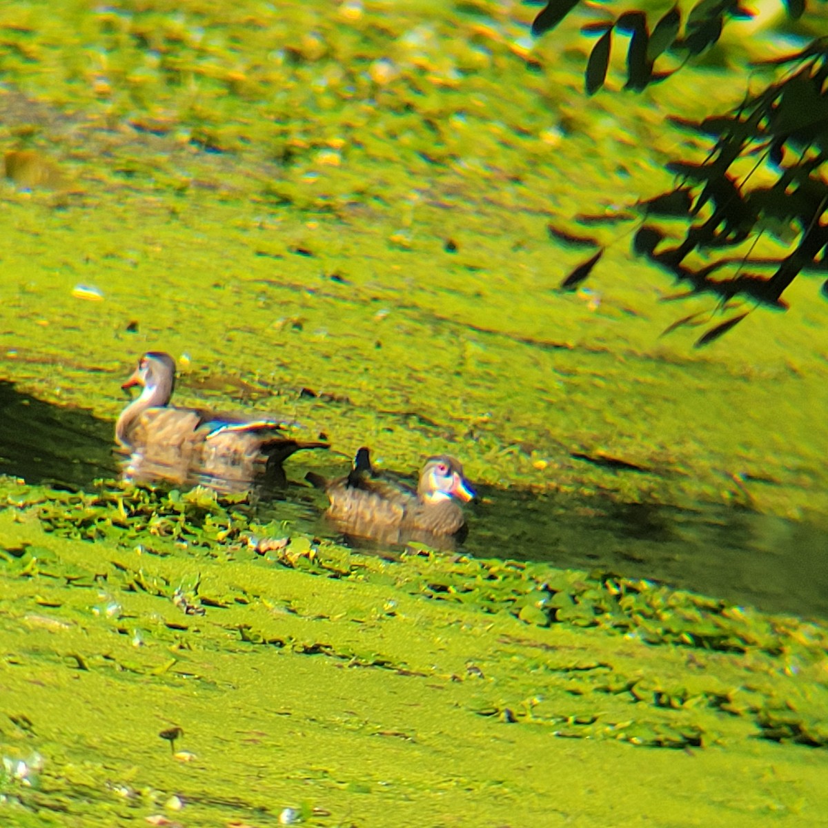 Wood Duck - ML639561887