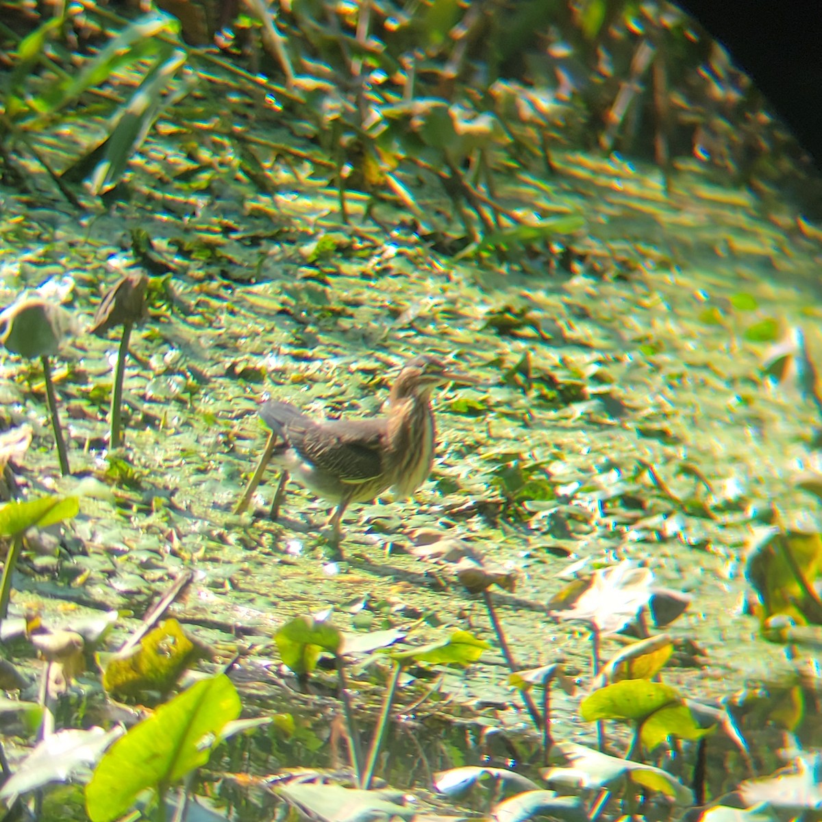 Green Heron - ML639561894