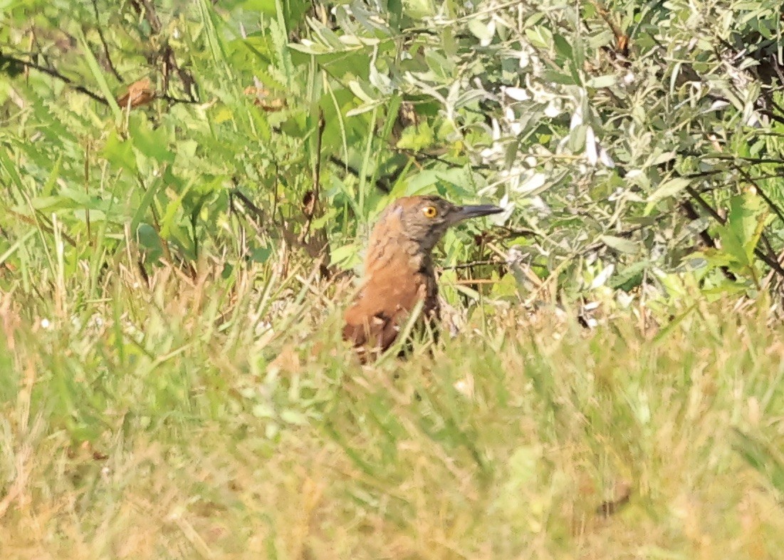 Brown Thrasher - ML639561927