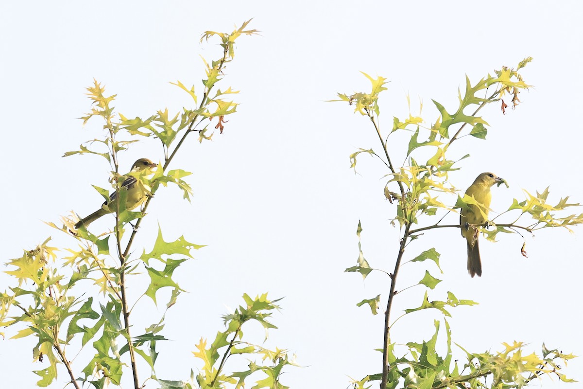 Orchard Oriole - ML639561993