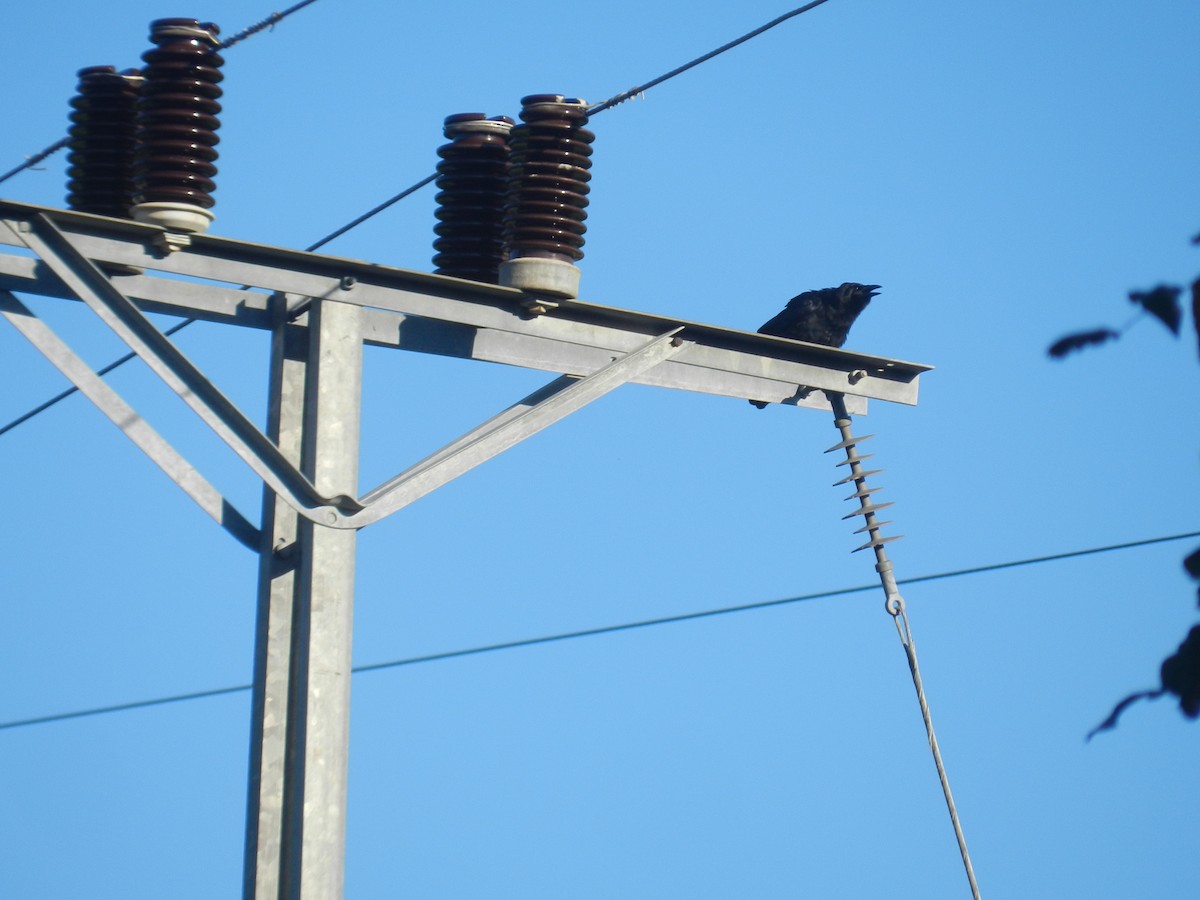 Cuban Crow - ML639562006