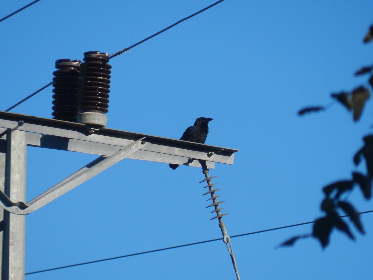 Cuban Crow - ML639562007