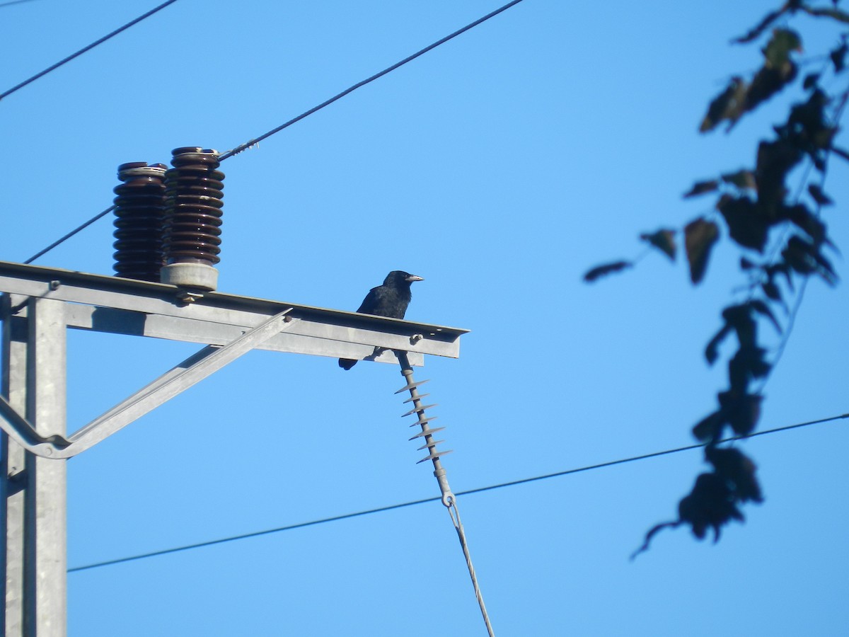 Cuban Crow - ML639562009