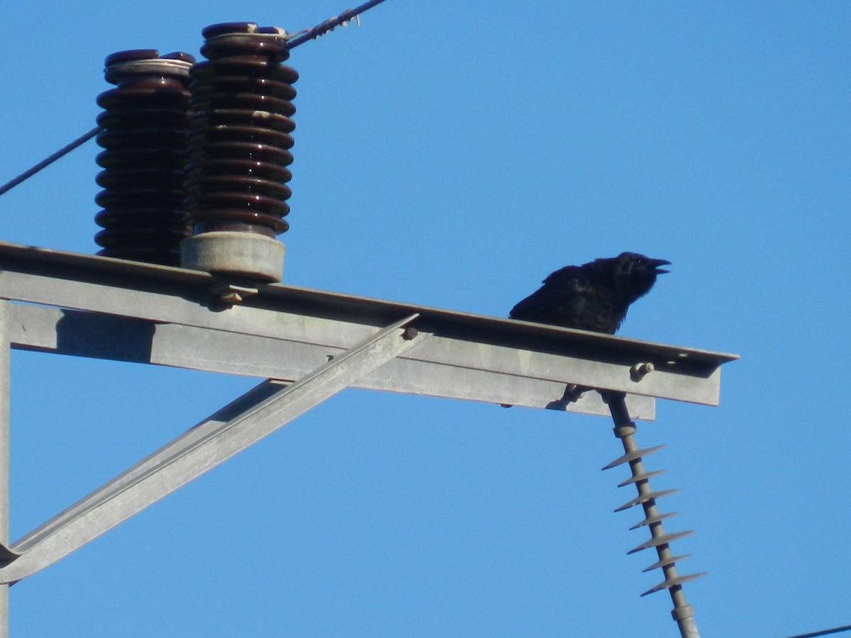 Cuban Crow - ML639562011