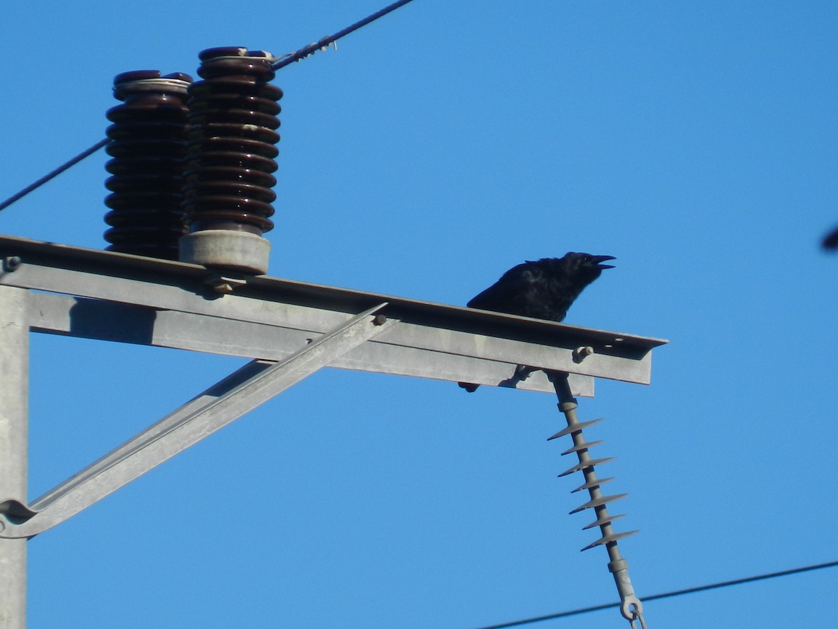 Cuban Crow - ML639562012