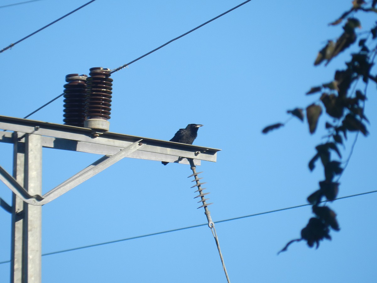 Cuban Crow - ML639562013