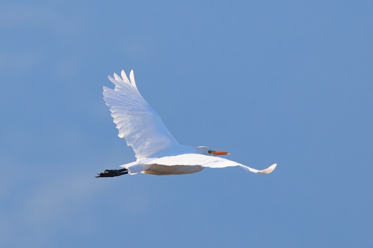 Western Cattle-Egret - ML639562059