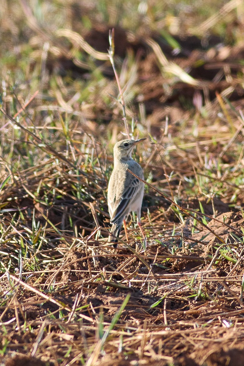 African Pipit - ML639562075