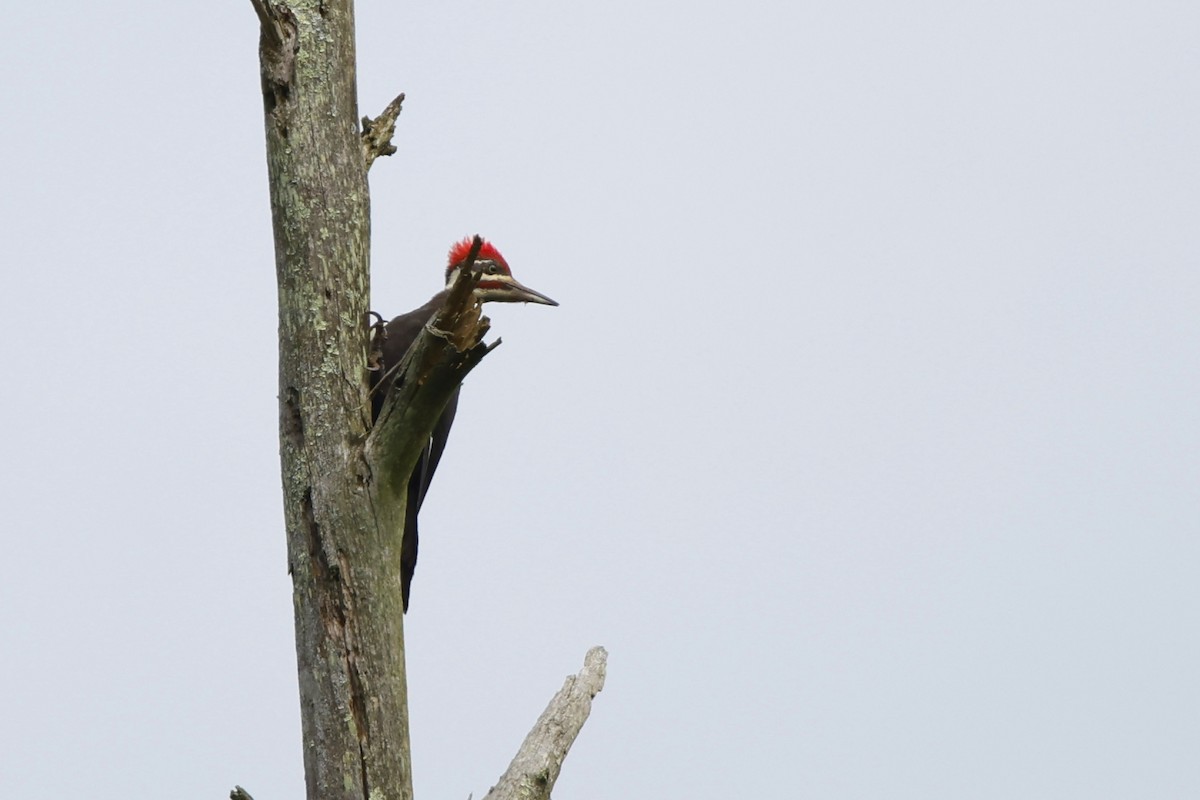 Pileated Woodpecker - ML639562094