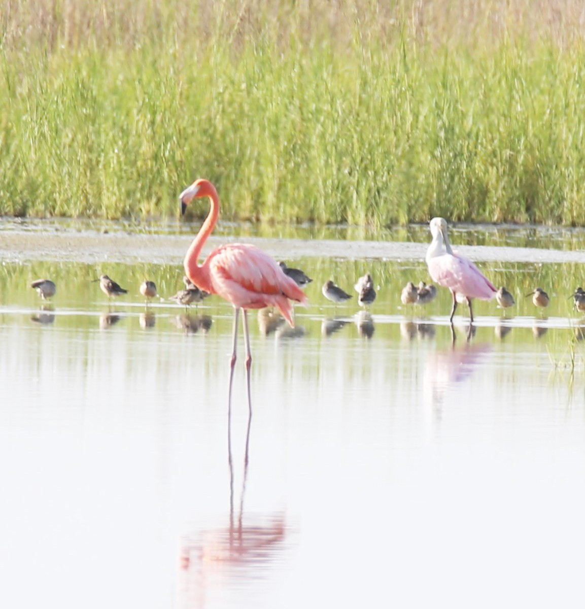 American Flamingo - ML639562178
