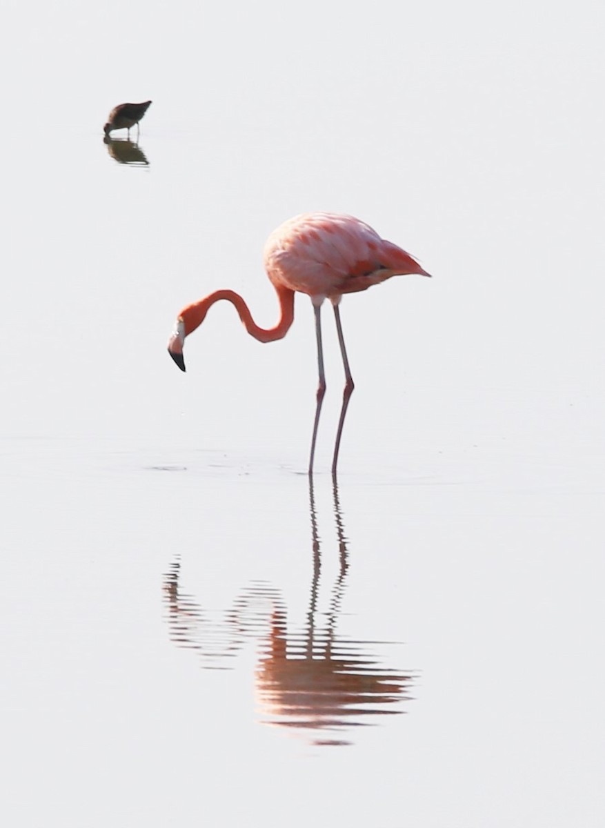 American Flamingo - ML639562190