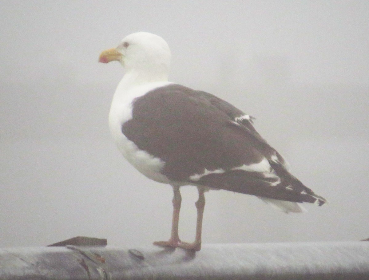 racek mořský - ML639562194