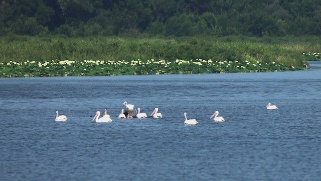 American White Pelican - ML639562335