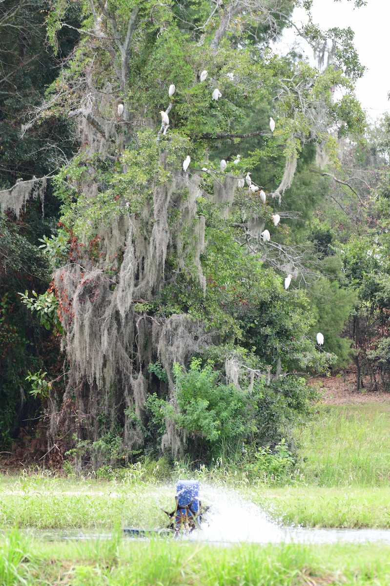 Western Cattle-Egret - ML639562336