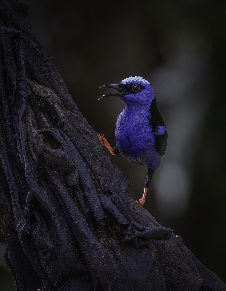 Red-legged Honeycreeper - ML639562342