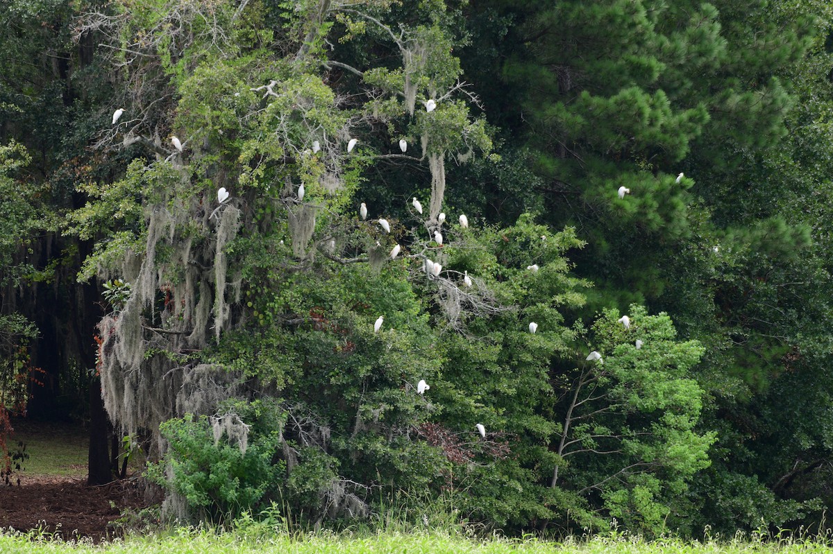 Western Cattle-Egret - ML639562366