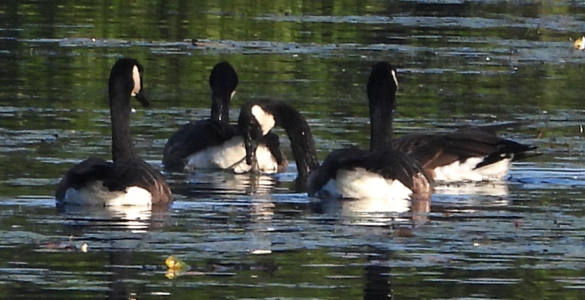eBird Checklist - 29 Jul 2025 - Pickering Ponds, Rochester - 52 species ...
