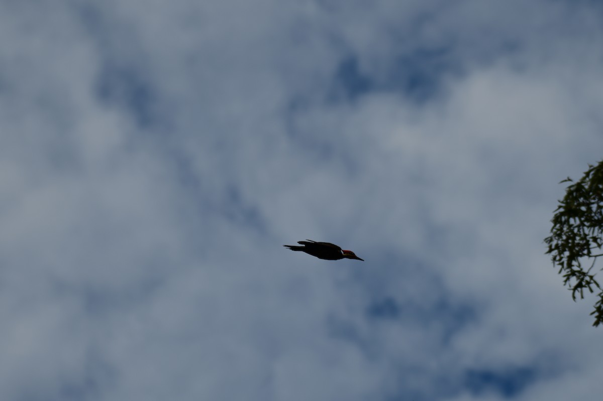 Pileated Woodpecker - ML639562409