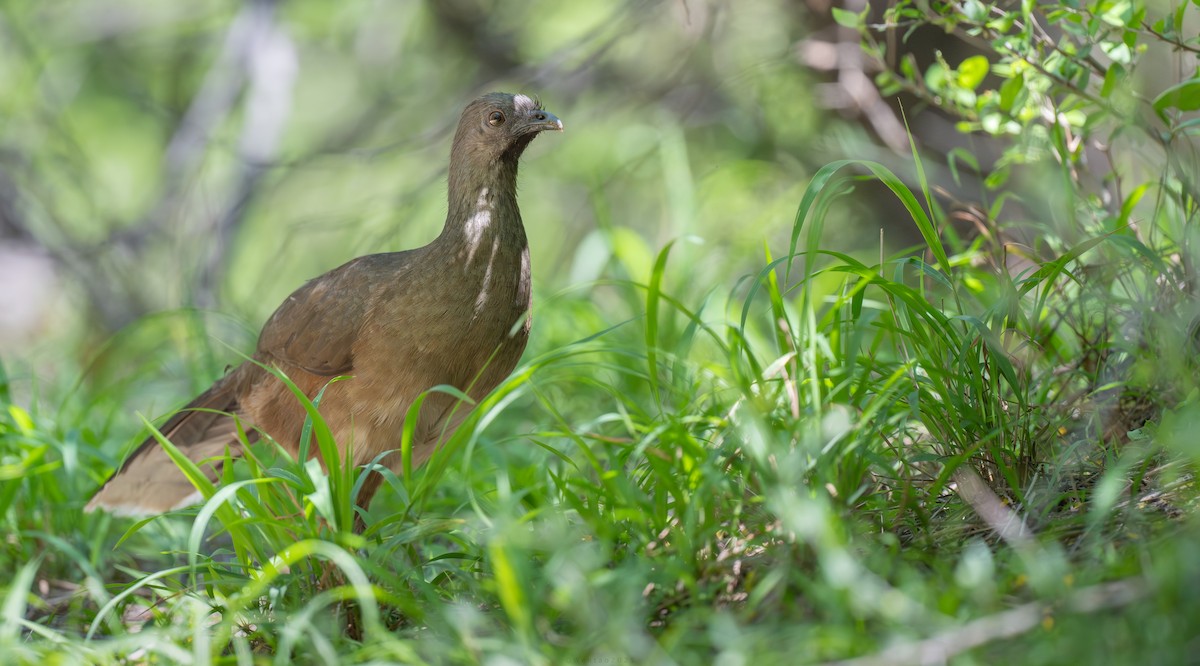 Бурокрылая чачалака - ML639562432