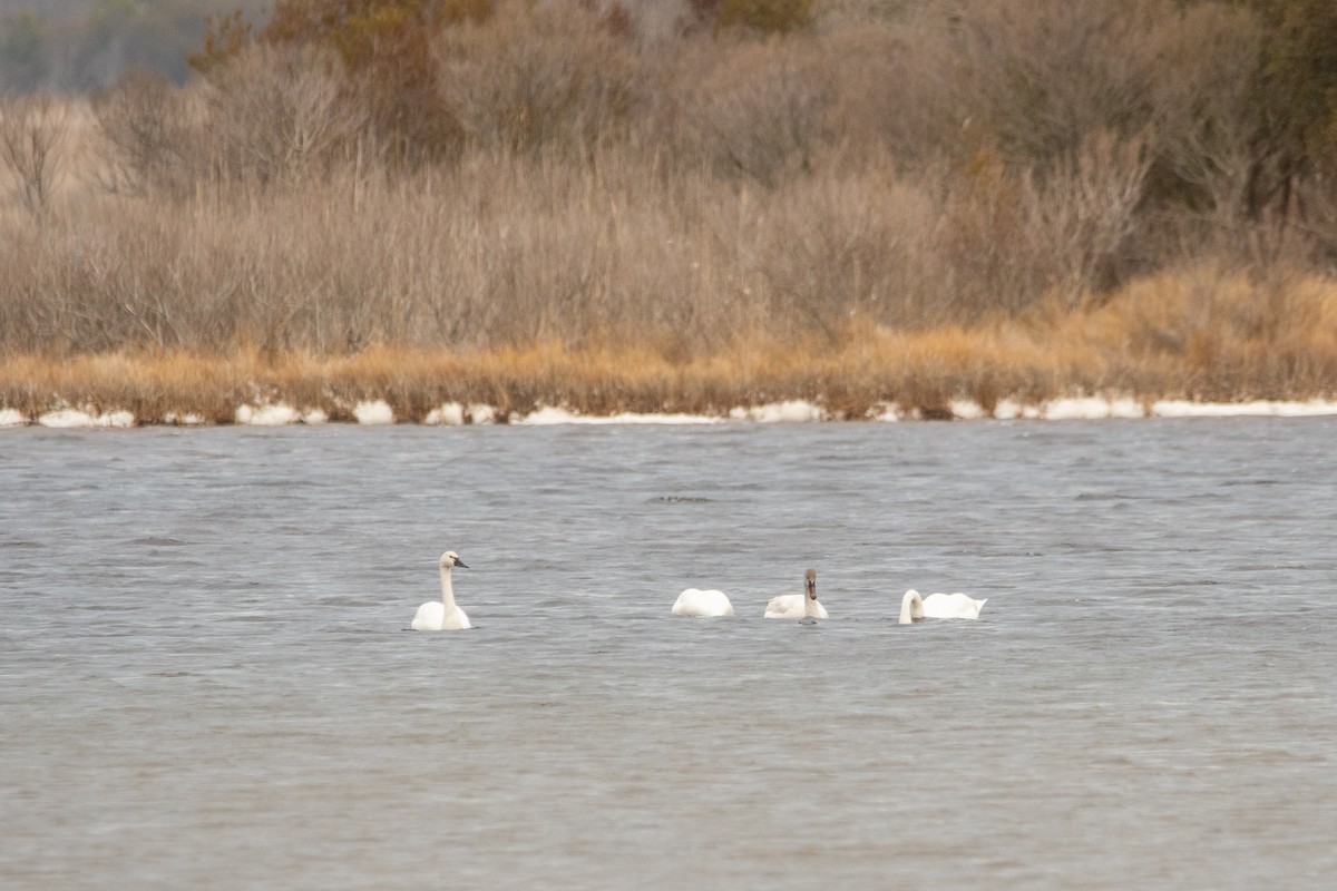 Tundra Swan (Whistling) - ML639562447