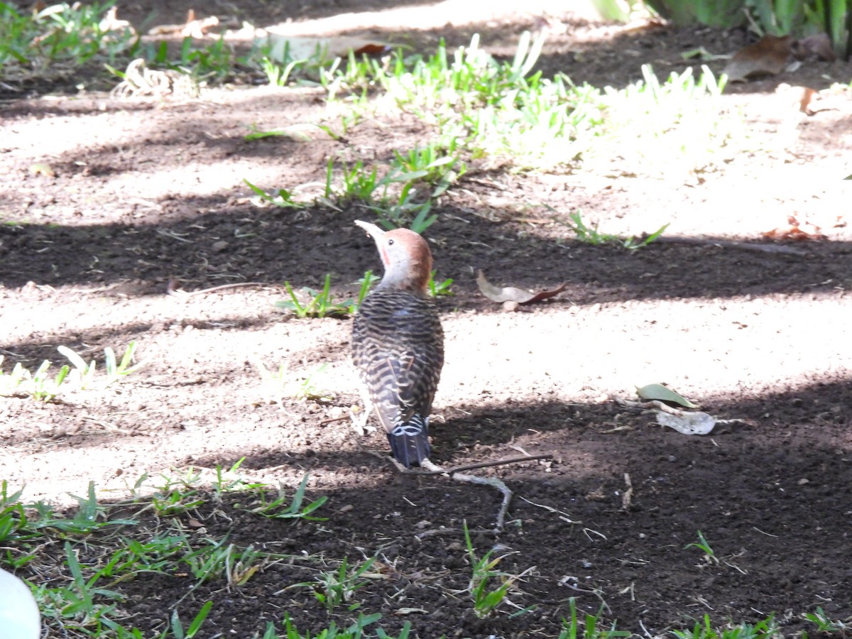 Guatemalan Flicker - ML639562459