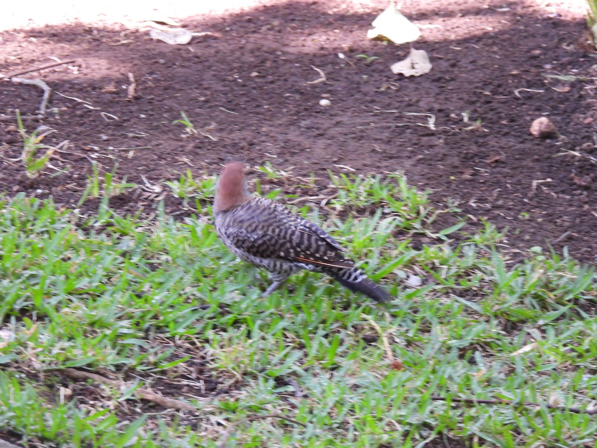 Guatemalan Flicker - ML639562460