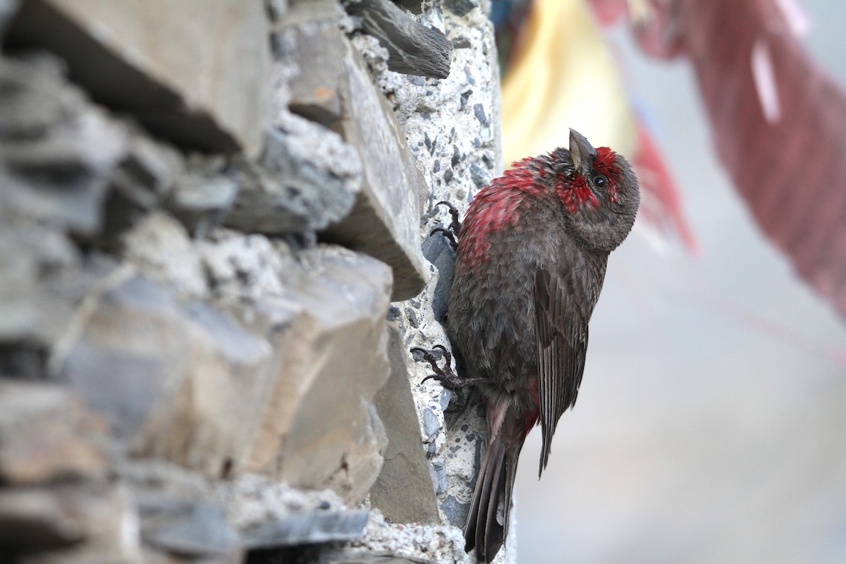 Red-fronted Rosefinch - ML639562516