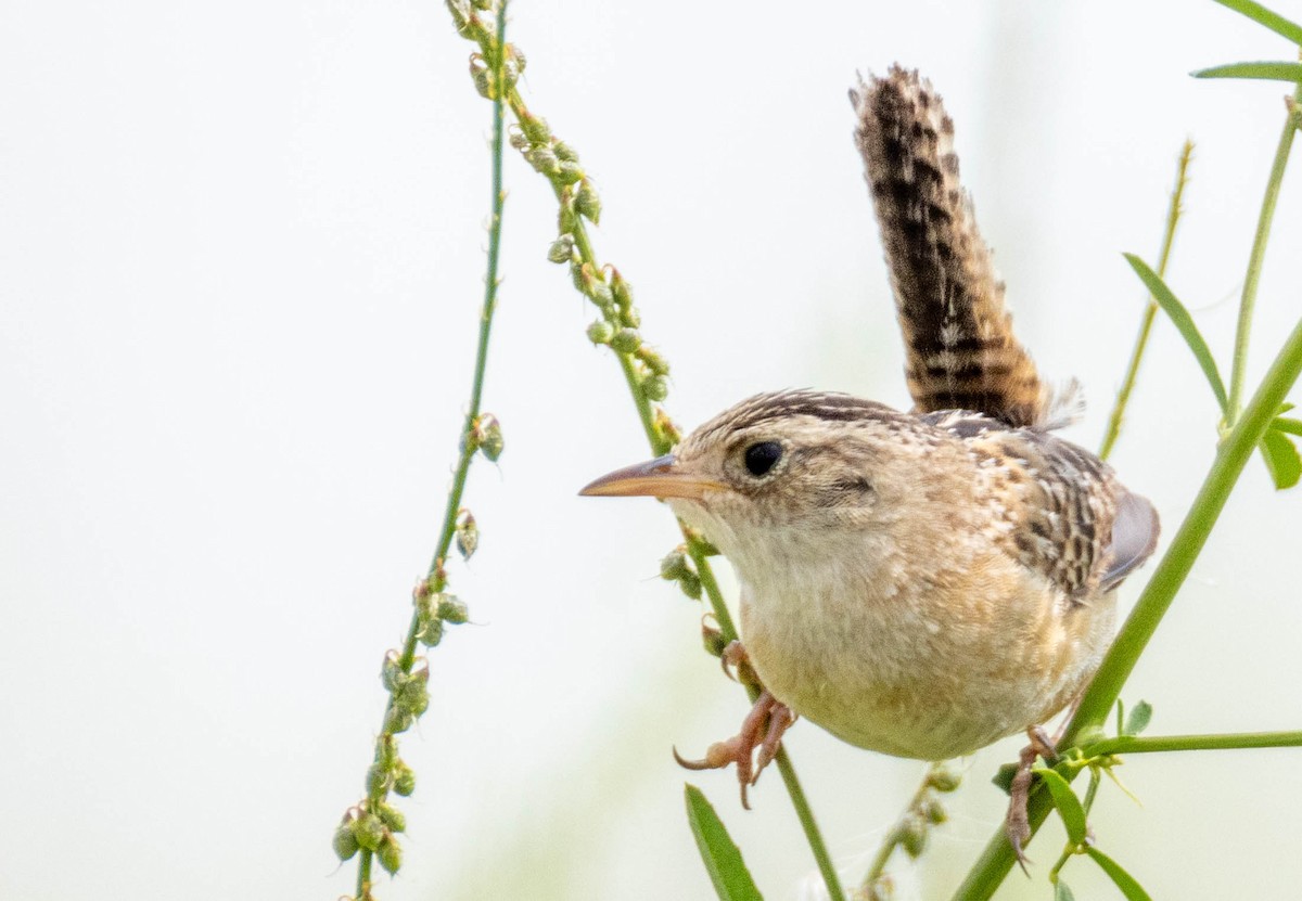 Sedge Wren - ML639562607