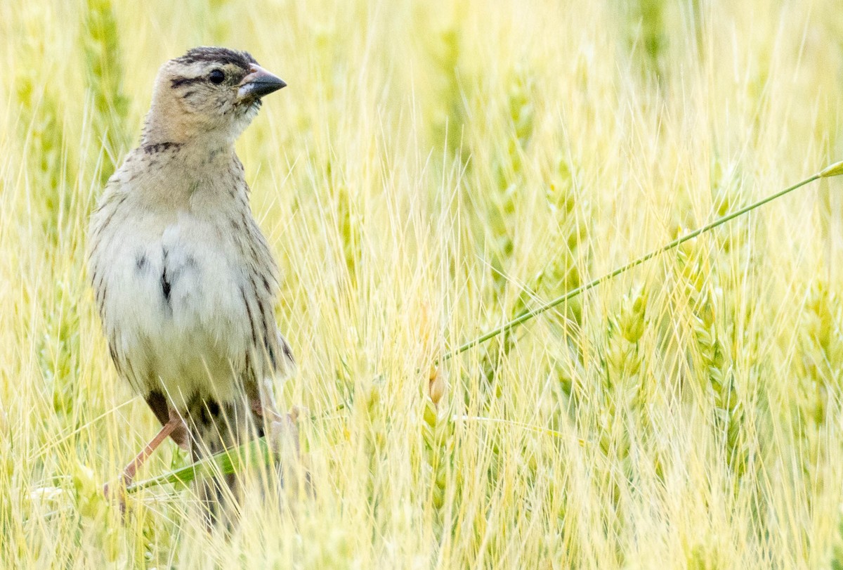 Bobolink - ML639562616