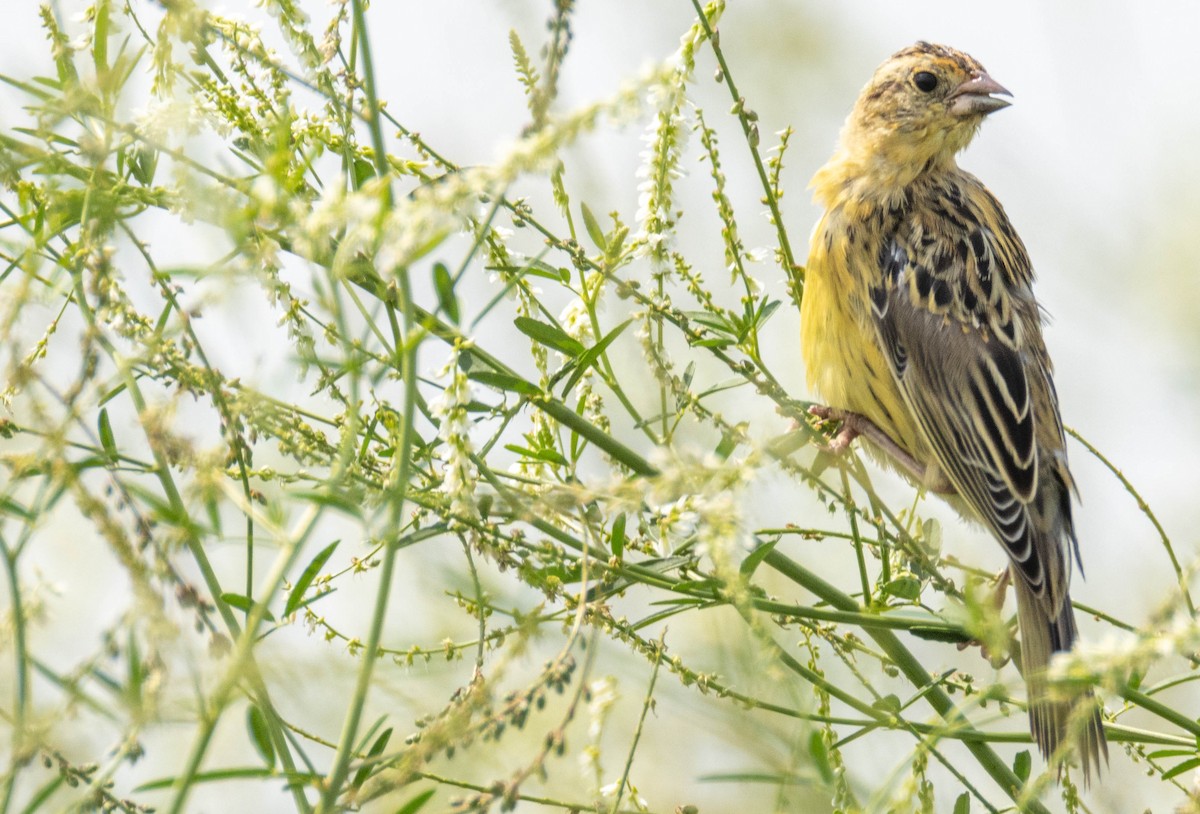 Bobolink - ML639562621