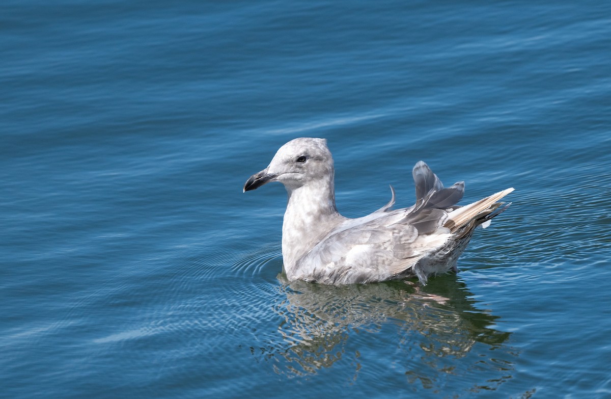 Glaucous-winged Gull - ML639562801